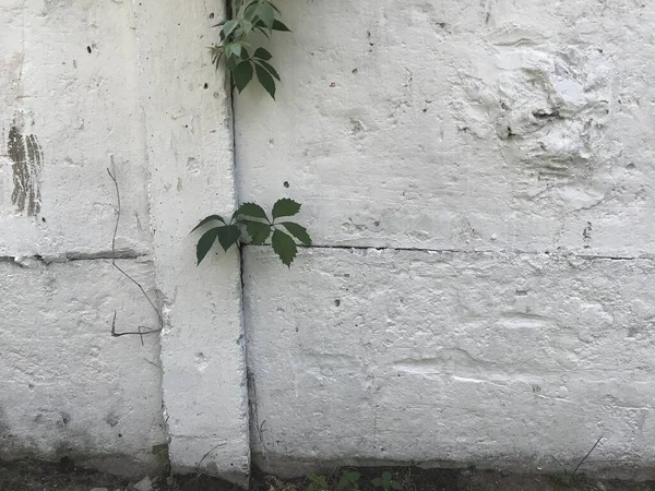 Gray Concrete Wall Creep Green Plants Industrial Wallpaper — Stock Photo, Image