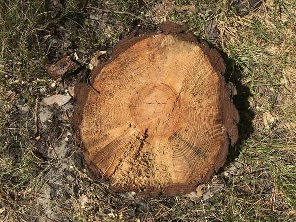 Λεπτομερής Κούτσουρο Διασταύρωση Του Δέντρου Ακατέργαστη Οργανική Υφή Των Δακτυλίων — Φωτογραφία Αρχείου