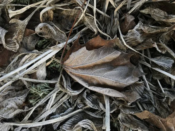 Primo Piano Delle Piante Nel Parco — Foto Stock