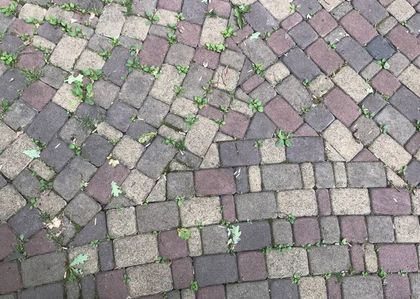 Blick Von Oben Auf Pflastersteine Stadtpark — Stockfoto