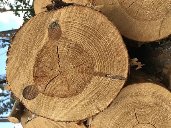 Detailní Pařez Průřez Toho Stromu Hrubá Organická Struktura Stromových Kroužků — Stock fotografie