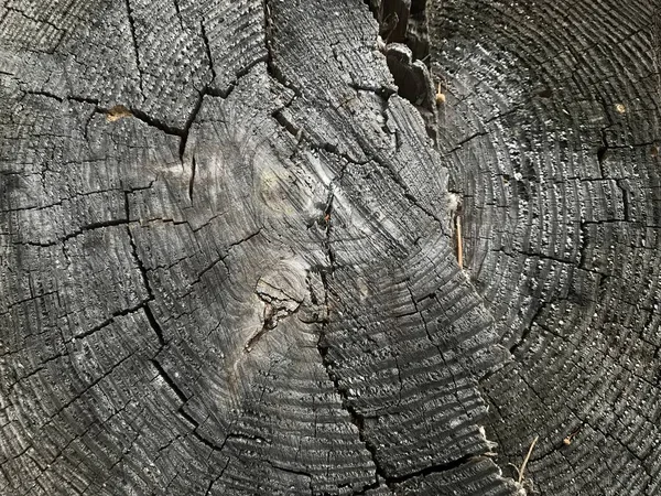 Detailed tree stump. Cross-section of the tree. The rough organic texture of tree rings