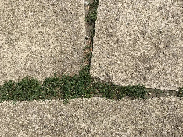 Top View Paving Stones City Park — Stock Photo, Image