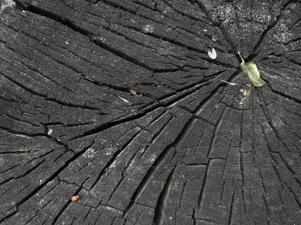 Detailed tree stump. Cross-section of the tree. The rough organic texture of tree rings