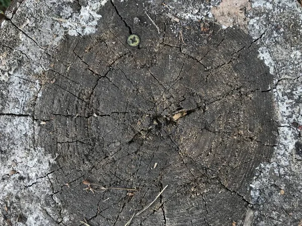 Detailní Pařez Průřez Toho Stromu Hrubá Organická Struktura Stromových Kroužků — Stock fotografie