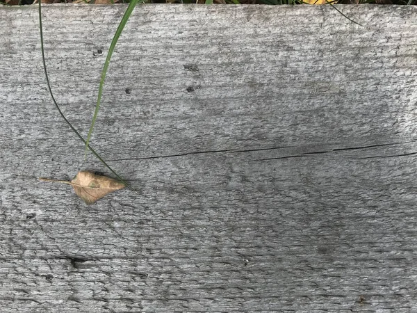 Natürliche Alte Holz Hintergrund Nahaufnahme Schuss — Stockfoto