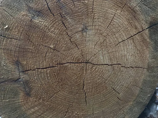 Detailed tree stump. Cross-section of the tree. The rough organic texture of tree rings