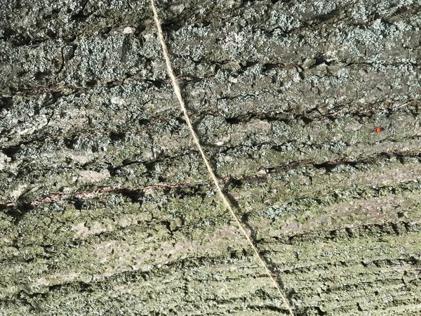 Nahaufnahme Der Baumrinde Mit Seil — Stockfoto