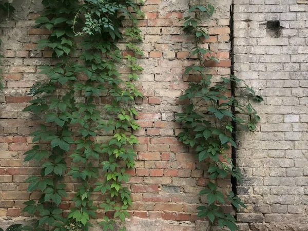 用砖和植物筑成的旧城墙 — 图库照片