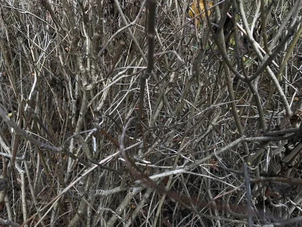 Parktaki fabrikalara yakın çekim