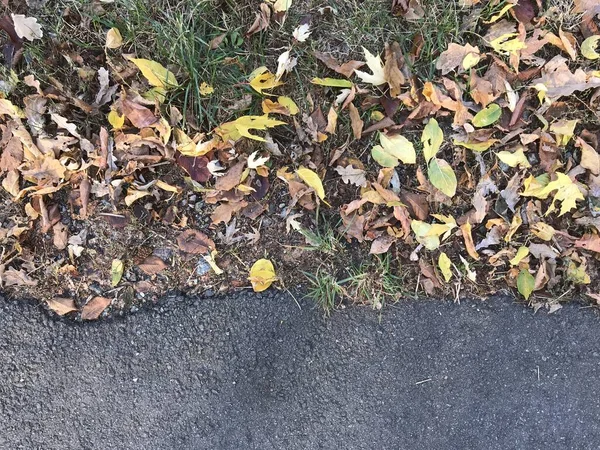 Closeup Leaves Park — Stock Photo, Image