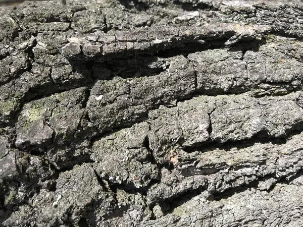 Doğal ahşap arka plan yosunlu ahşap kabuk dokusu