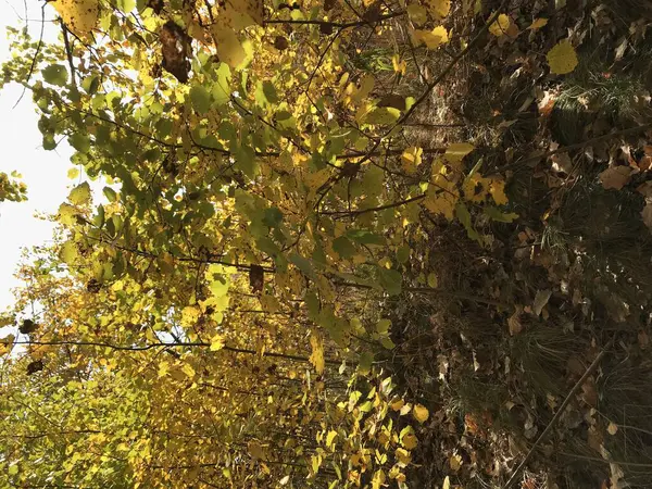 Closeup Leaves Park — Stock Photo, Image