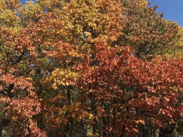 Closeup Leaves Park — Stock Photo, Image