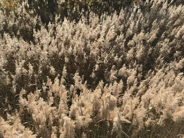 Close Van Planten Het Park — Stockfoto