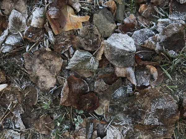 Closeup of frozen grass and dry leaves on ground
