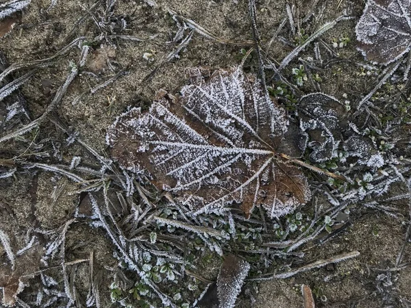 Closeup of frozen grass and dry leaves on ground