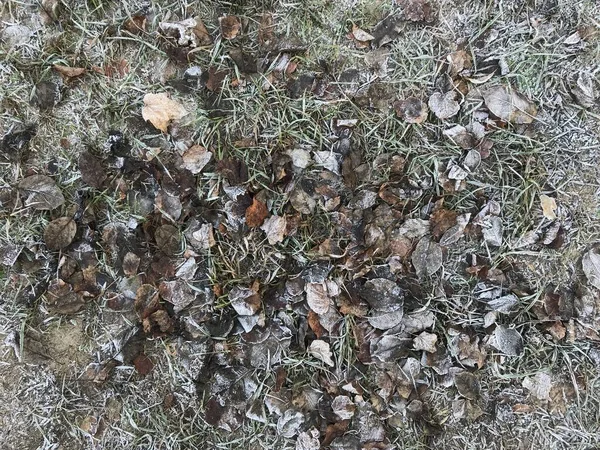 Sluitingen Van Bevroren Gras Droge Bladeren Grond — Stockfoto