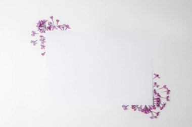 Beyaz arka planda leylak. Mesaj için yer var. Leylak yaprakları. Bahar çiçekleri. Desen.