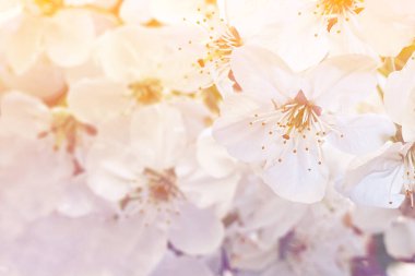 Bahar kiraz çiçeği. Yatay beyaz çiçekli arka plan. Mesaj için yer var. Aydınlatılmış. Nazikçe. Beyaz çiçek.