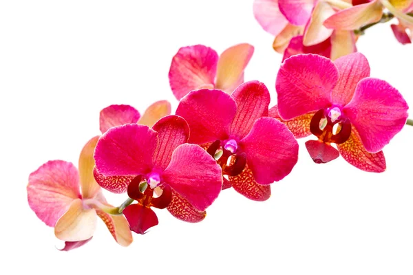 Beyaz arkaplanda izole edilmiş mor orkide