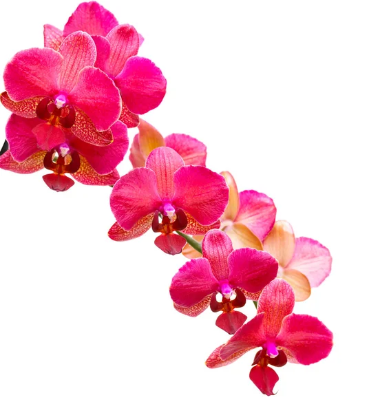 Beyaz arkaplanda izole edilmiş mor orkide