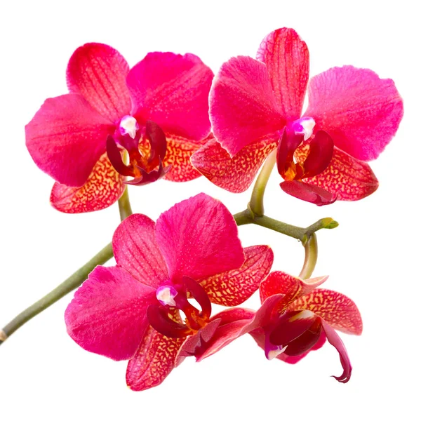 Beyaz arkaplanda izole edilmiş mor orkide