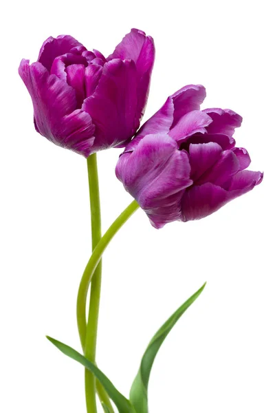 Beyaz izole güzel mor papağan laleler