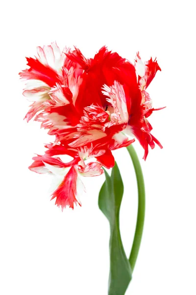 Tulipán de loro rojo y blanco aislado sobre blanco — Foto de Stock