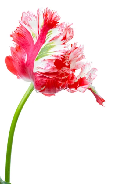 Tulipán de loro rojo y blanco aislado sobre blanco — Foto de Stock