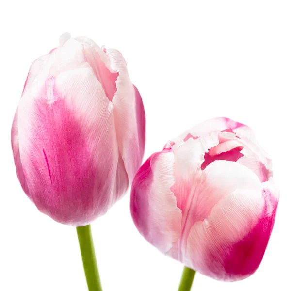 Güzel pembe laleler beyaz üzerine izole edilmiş