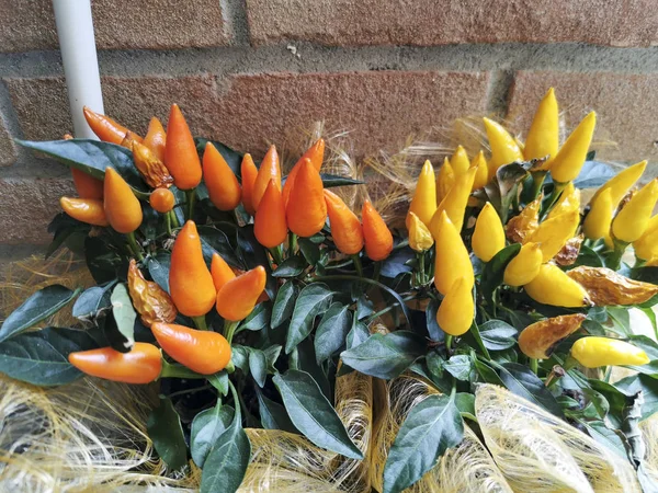 Sárga és narancs paprika cserepes növényen — Stock Fotó