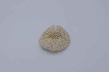 temiz beyaz mercan parçası izole edilmiş kuru dekoratif