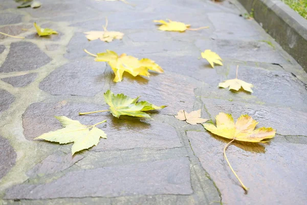 Autumn leaves fallen on the wet pavement — Stock Photo, Image