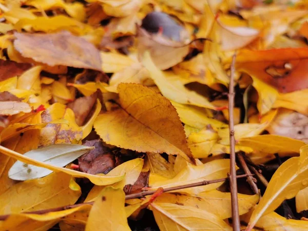 Gele herfst gevallen bladeren achtergrond — Stockfoto