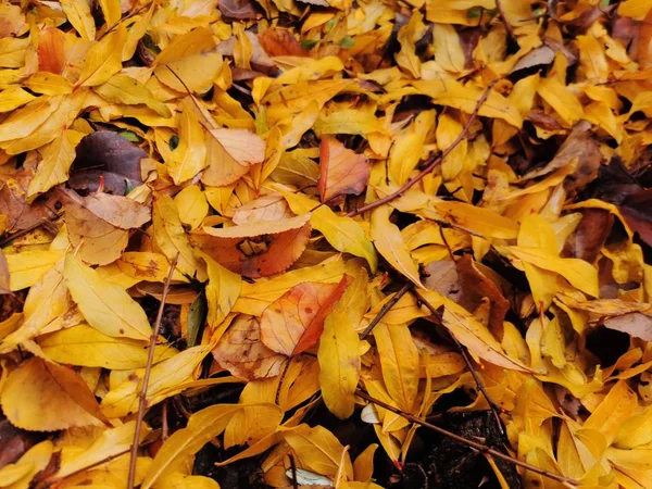 Gelb Herbst gefallene Blätter Hintergrund — Stockfoto