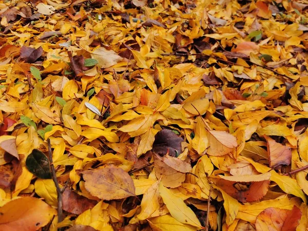 Gele herfst gevallen bladeren achtergrond — Stockfoto