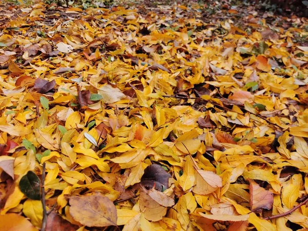 Jaune automne feuilles tombées fond — Photo
