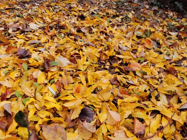 Giallo autunno foglie cadute sfondo — Foto Stock