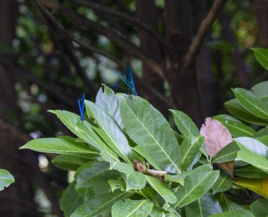 Ormandaki çam dalında güzel mavi yusufçuk