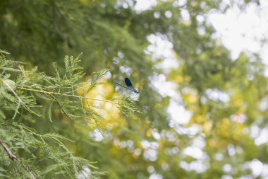 Ormandaki çam dalında güzel mavi yusufçuk