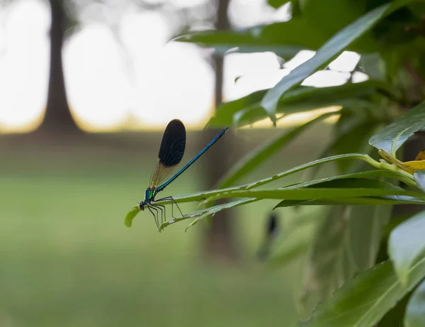 Belle libellule bleue sur la branche de pin dans les bois — Photo