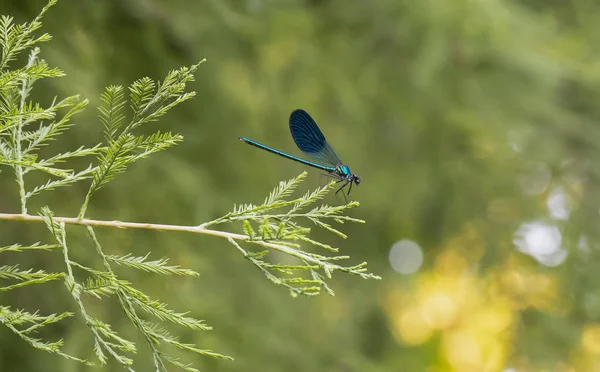Beautiful blue dragonfly on pine branch in the woods — 스톡 사진