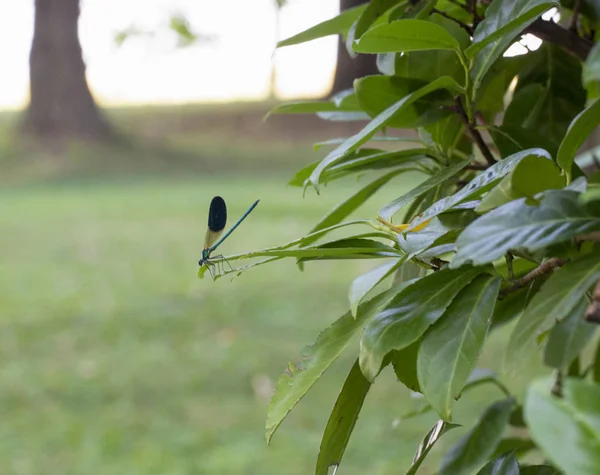 Bela libélula azul no ramo de pinho na floresta — Fotografia de Stock