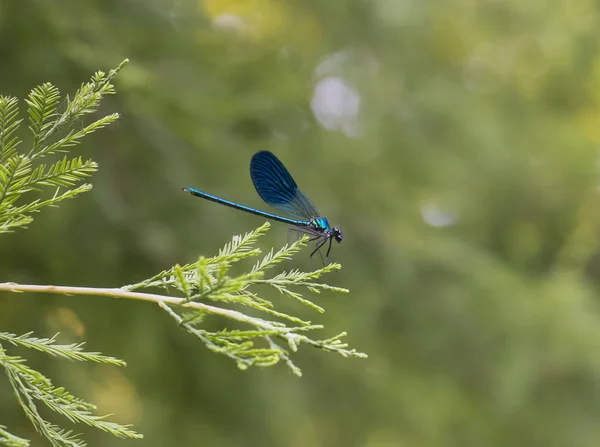 Beautiful blue dragonfly on pine branch in the woods — 스톡 사진