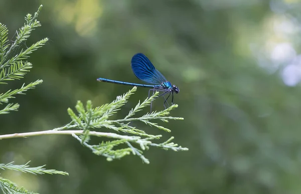 Bela libélula azul no ramo de pinho na floresta — Fotografia de Stock