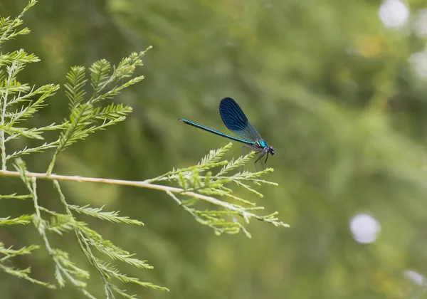 Schöne blaue Libelle auf Kiefernzweig im Wald — Stockfoto