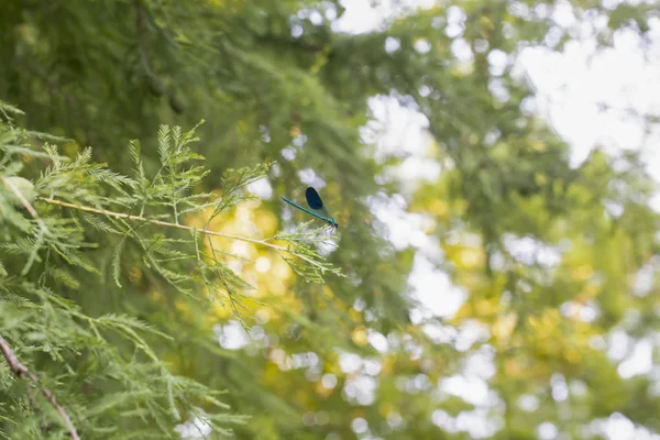 Beautiful blue dragonfly on pine branch in the woods — 스톡 사진