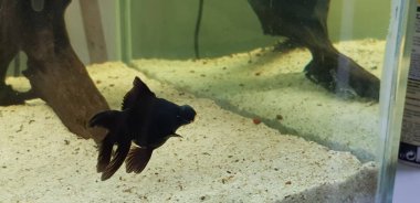 Akvaryumdaki büyük balık gözü.