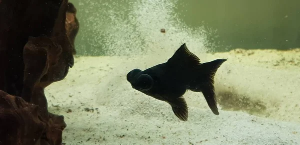 Big eye goldfish in aquarium — Stock Photo, Image